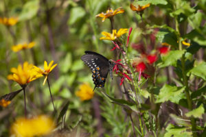 Black Swallowtail on Cardinal Flower
