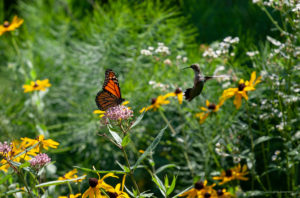 Hummingbird confronts Monarch Butterfly on Milkweed flower. ©2022, Elana Goren. All Right Reserved.
