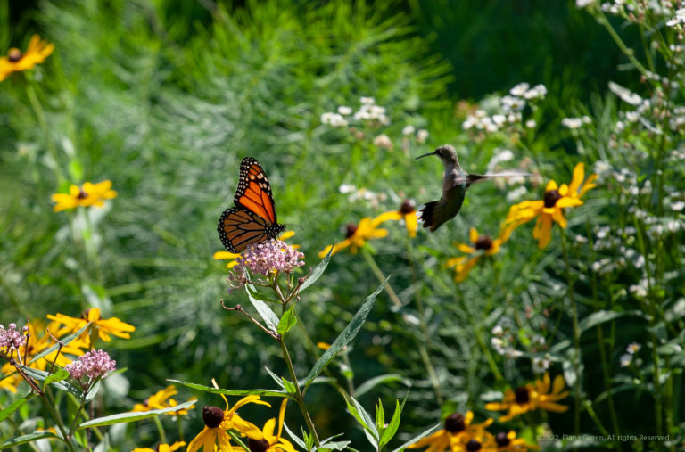 Hummingbird confronts Monarch Butterfly on Milkweed flower. ©2022, Elana Goren. All Right Reserved.