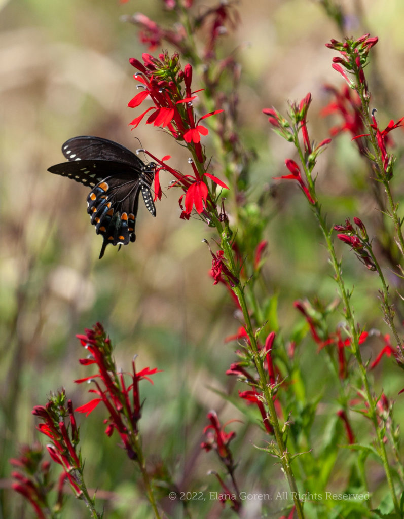 Black Swallowtail Butterfly visits Cardinal Flower