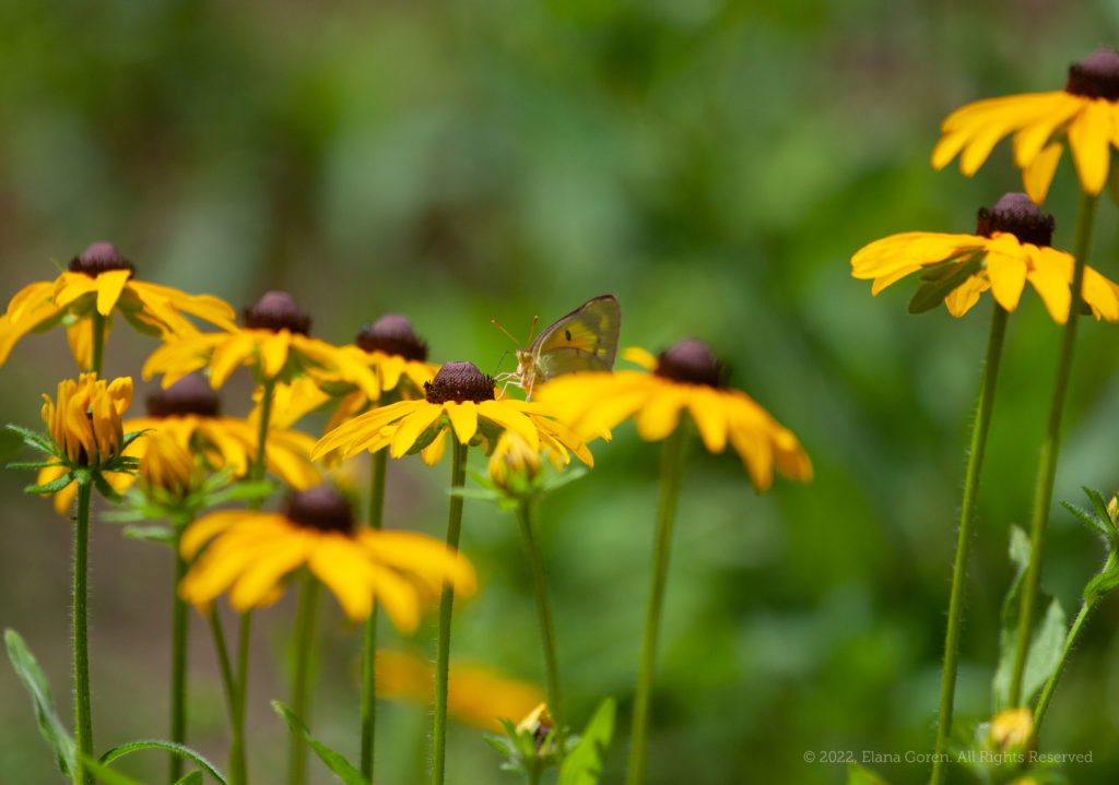 Butterfly on Rudbeckia