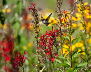 Hummingbird at Cardinal Flower