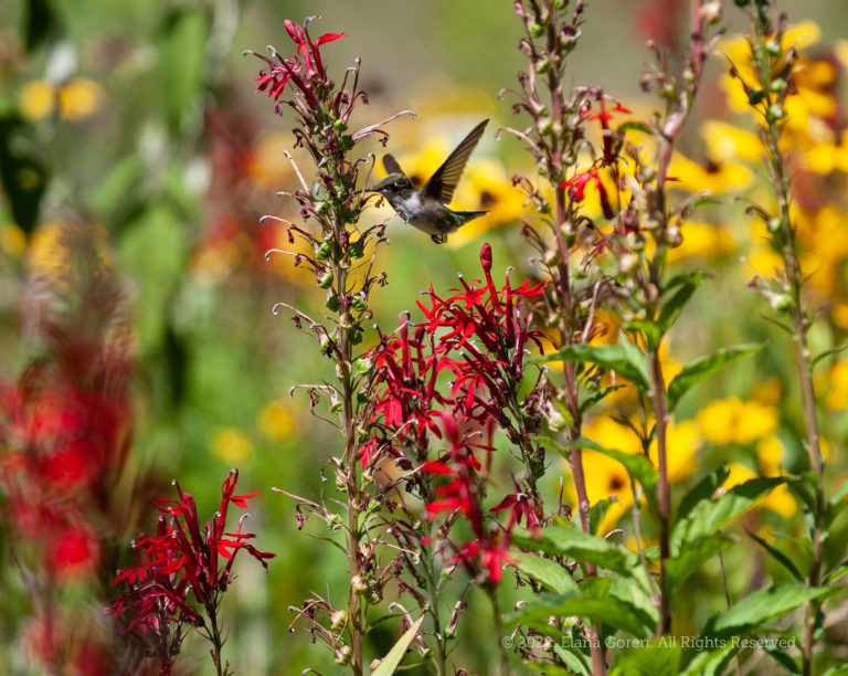 Hummingbird at Cardinal Flower