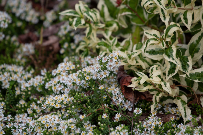 White Heath Aster and Bush Honeysuckle.