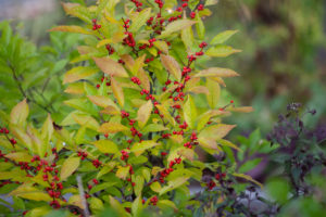 Winterberry (Ilex verticulata)