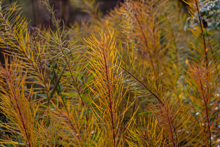 Amsonia hubrichii