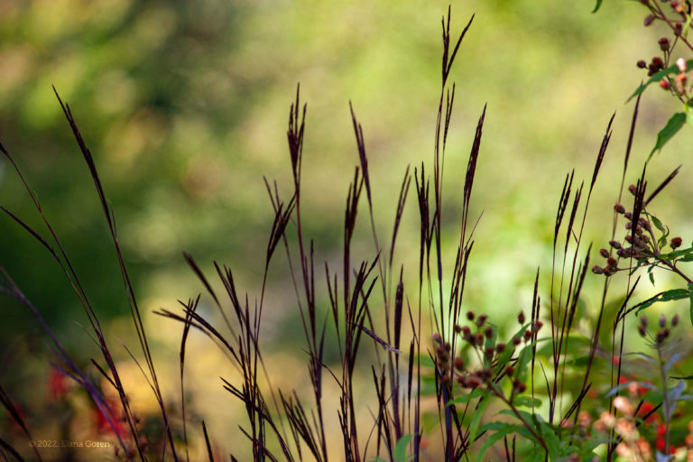 Big Bluestem, Andropogon gerardii, among seed heads of NY Ironweed, Vernonia noveboracensis.