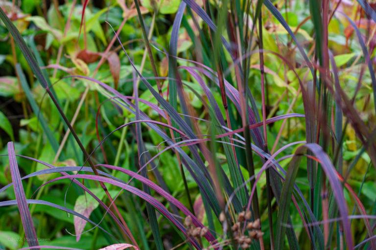 Andropogon gerardi 'Black Hawks'