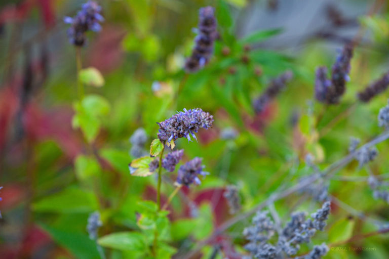 Aniese hyssop flowers