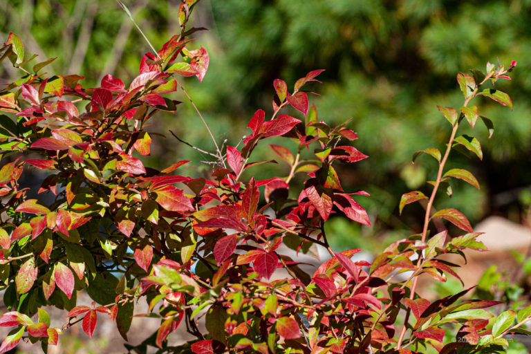 Blueberry Bush leaves turning red in October