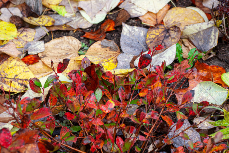 Chokeberry and fallen Redbud leaves