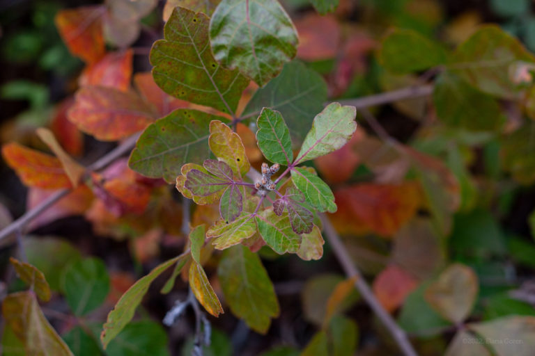 Fragrant Sumac