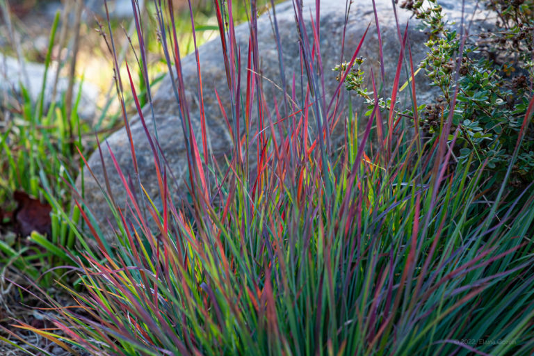 Little Bluestem in Autumn