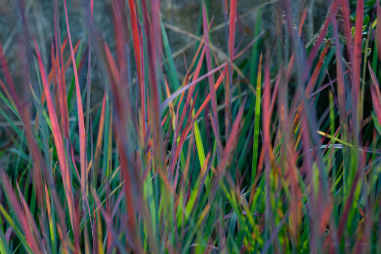 Little Bluestem
