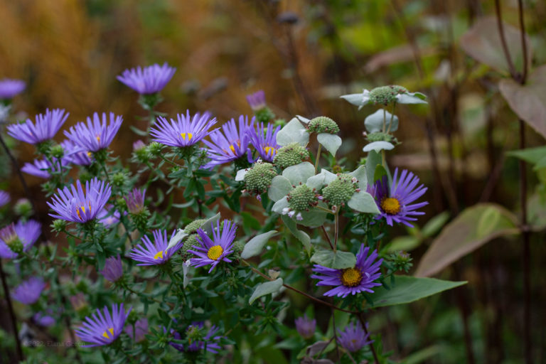 Mountain Mint Peeks Through Aromatic Aster