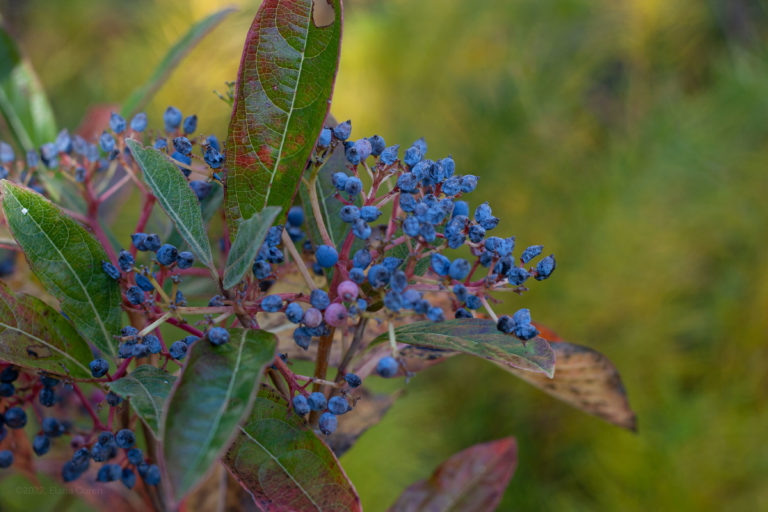 Viburnam nudum 'Brandywine'
