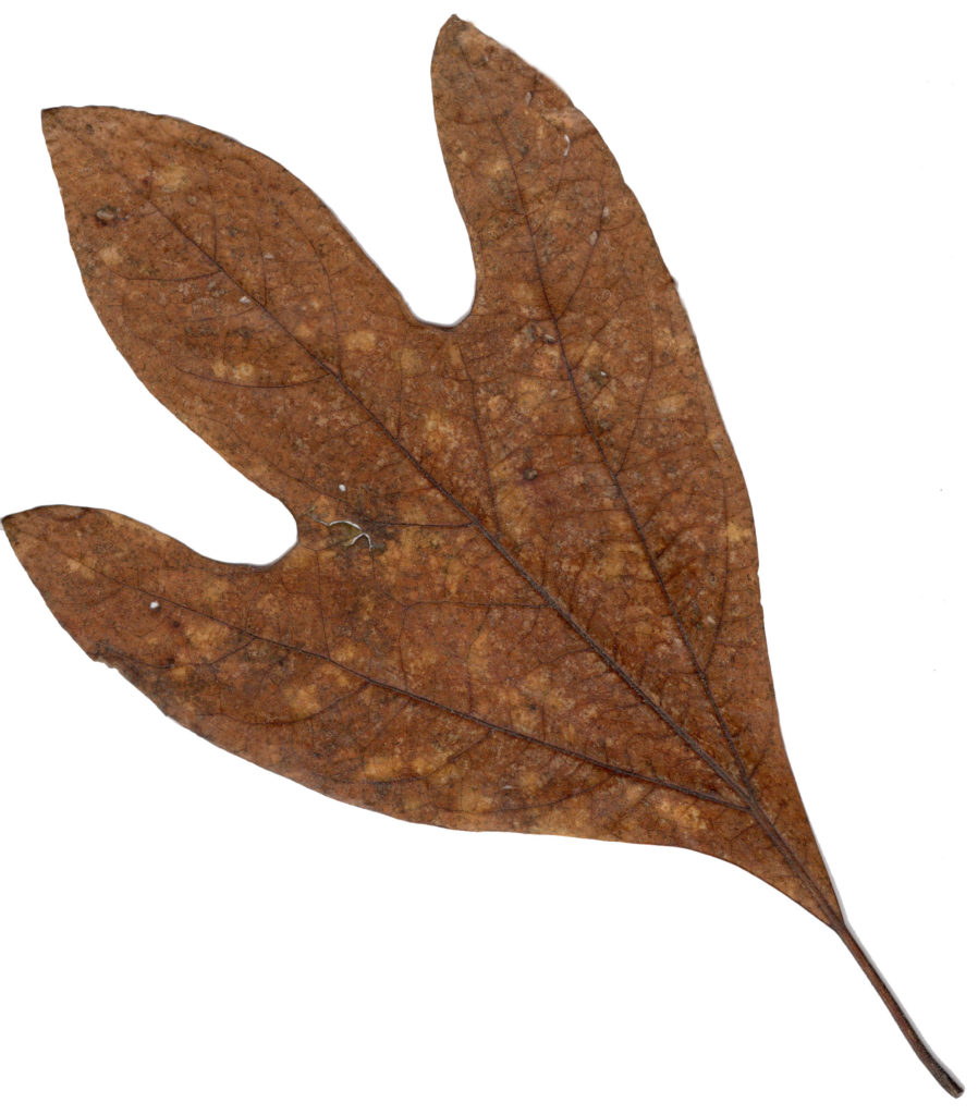 Sassafras Leaf