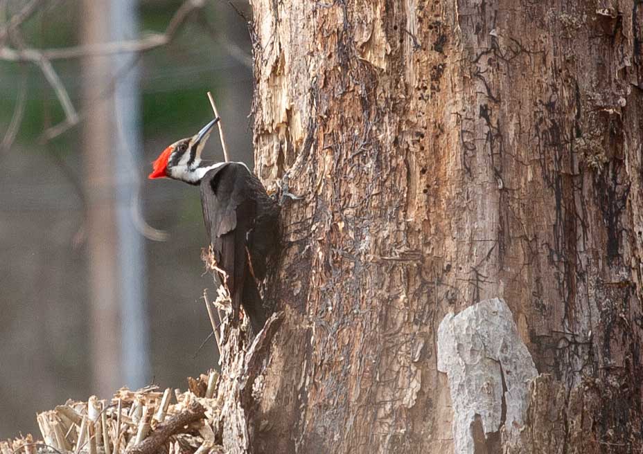 Pileated Woodpecker on dead tree snag
